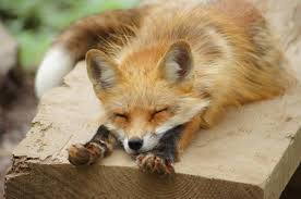 FoxL_