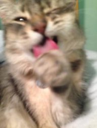 Jqmie