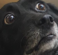 chewslayor