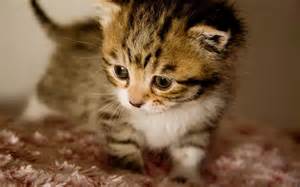 Kittycrap