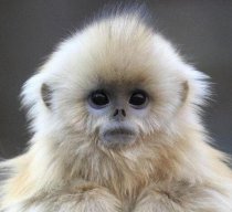 Monkemian