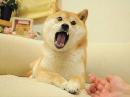 Sweelliioth