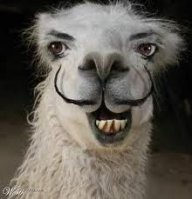 FlakyNoodledLlama