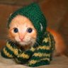 branchycougar41