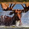 Tiger~or~Moose