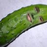 ItsCarol