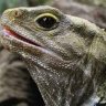 Tuatara