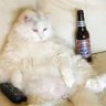 ChubbyChapcat
