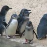 PvPPenguin