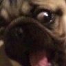 Alexpugz