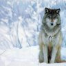 CheanadaWolf