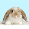 iballisticbunny6