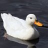 GbDuck