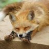 FoxL_