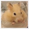 Ham