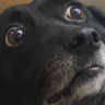 chewslayor