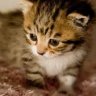 Kittycrap