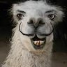 FlakyNoodledLlama