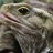 Tuatara