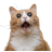 REQ_HAM