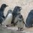PvPPenguin