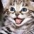 GracieCat