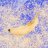 FreezingBananas