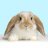 iballisticbunny6