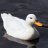 GbDuck