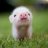 PiggyButts