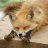 FoxL_