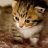 Kittycrap