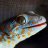 Pedro The Gecko